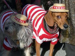 Dogs dressed up as gondoliers