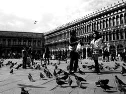 Pigeons in Piazza San Marco