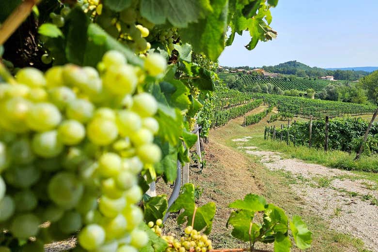 Take in the landscapes in Valdobbiadene